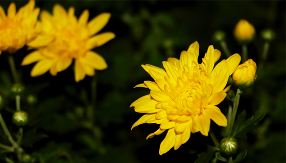 優(yōu)麒麟（Ubuntu Kylin）