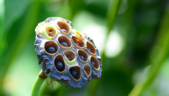 優(yōu)麒麟（Ubuntu Kylin）