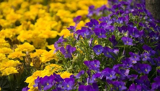 優(yōu)麒麟（Ubuntu Kylin）