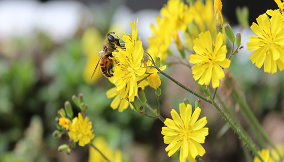 優(yōu)麒麟（Ubuntu Kylin）