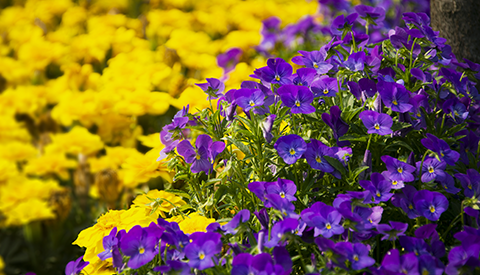 優(yōu)麒麟（Ubuntu Kylin）