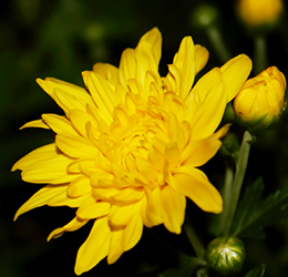 優(yōu)麒麟（Ubuntu Kylin）