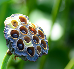 優(yōu)麒麟（Ubuntu Kylin）