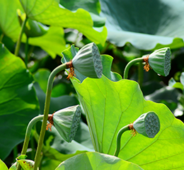 優(yōu)麒麟（Ubuntu Kylin）