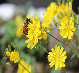 優(yōu)麒麟（Ubuntu Kylin）