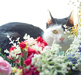 優(yōu)麒麟（Ubuntu Kylin）