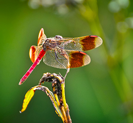 優(yōu)麒麟（Ubuntu Kylin）
