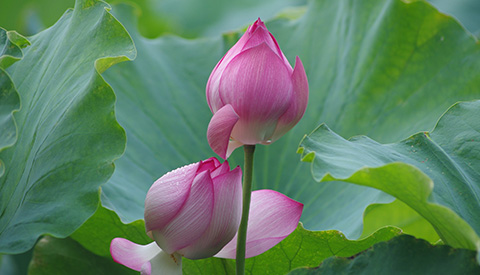 優(yōu)麒麟（Ubuntu Kylin）