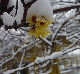 優(yōu)麒麟（Ubuntu Kylin）