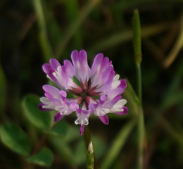 優(yōu)麒麟（Ubuntu Kylin）