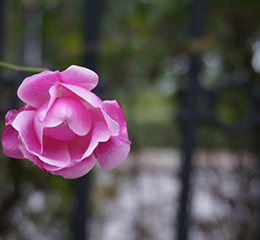 優(yōu)麒麟（Ubuntu Kylin）