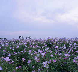 優(yōu)麒麟（Ubuntu Kylin）