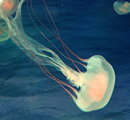 優(yōu)麒麟（Ubuntu Kylin）