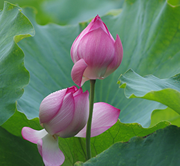 優(yōu)麒麟（Ubuntu Kylin）