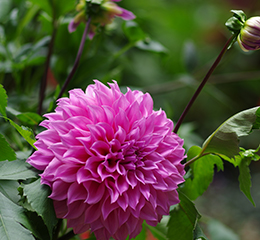 優(yōu)麒麟（Ubuntu Kylin）