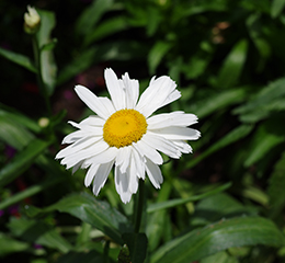 優(yōu)麒麟（Ubuntu Kylin）