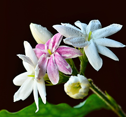 優(yōu)麒麟（Ubuntu Kylin）