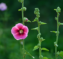 優(yōu)麒麟（Ubuntu Kylin）