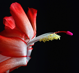 優(yōu)麒麟（Ubuntu Kylin）