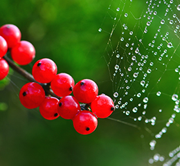 優(yōu)麒麟（Ubuntu Kylin）