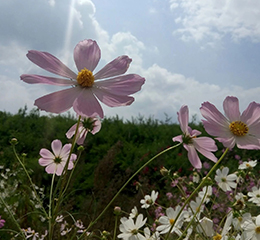 優(yōu)麒麟（Ubuntu Kylin）