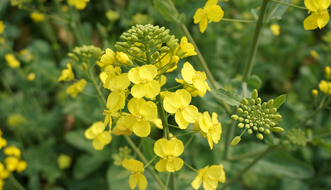 優(yōu)麒麟（Ubuntu Kylin）