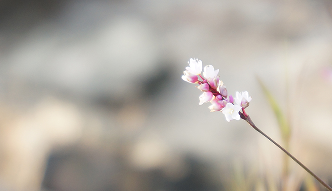 優(yōu)麒麟（Ubuntu Kylin）