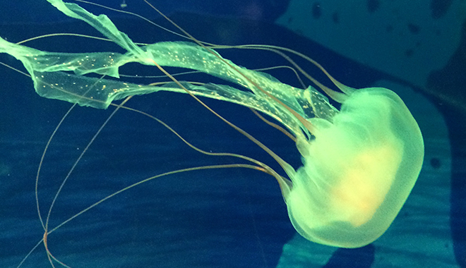 優(yōu)麒麟（Ubuntu Kylin）