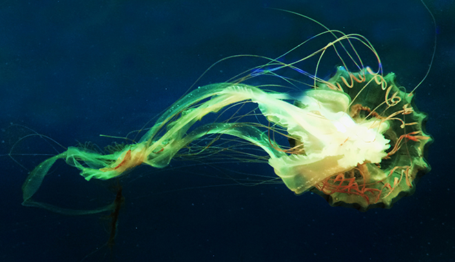 優(yōu)麒麟（Ubuntu Kylin）