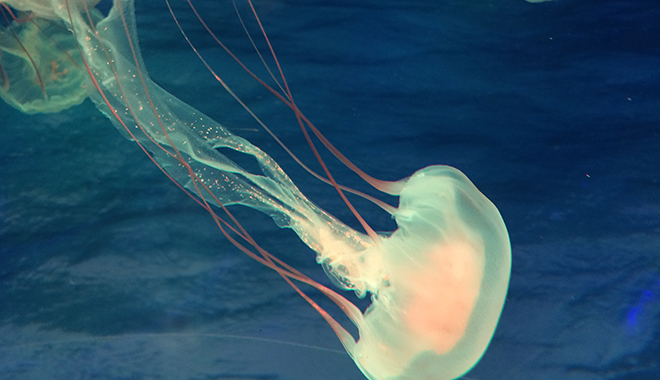 優(yōu)麒麟（Ubuntu Kylin）