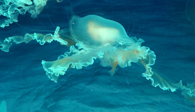 優(yōu)麒麟（Ubuntu Kylin）