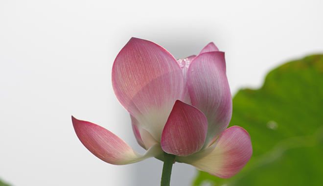 優(yōu)麒麟（Ubuntu Kylin）