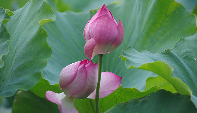 優(yōu)麒麟（Ubuntu Kylin）