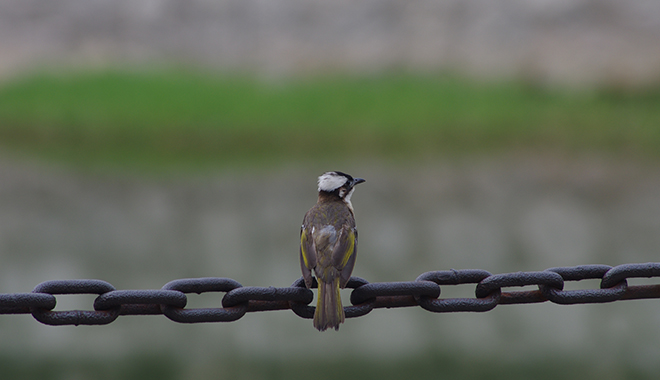 優(yōu)麒麟（Ubuntu Kylin）