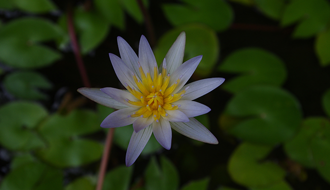 優(yōu)麒麟（Ubuntu Kylin）