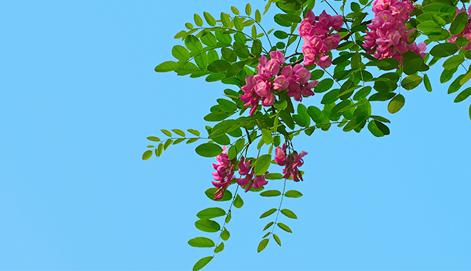 優(yōu)麒麟（Ubuntu Kylin）