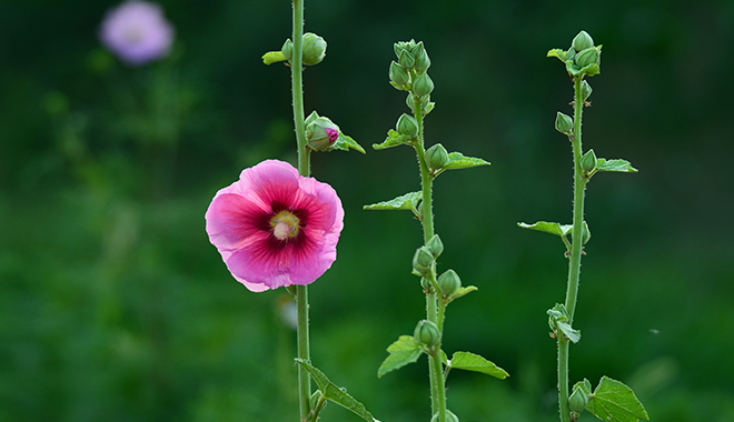 優(yōu)麒麟（Ubuntu Kylin）