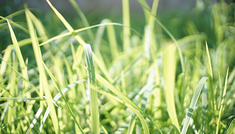 優(yōu)麒麟（Ubuntu Kylin）