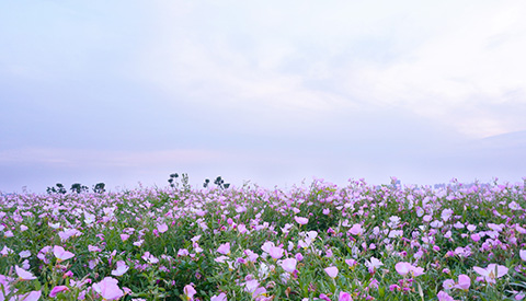 優(yōu)麒麟（Ubuntu Kylin）