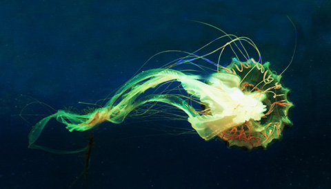 優(yōu)麒麟（Ubuntu Kylin）