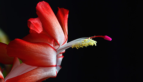 優(yōu)麒麟（Ubuntu Kylin）