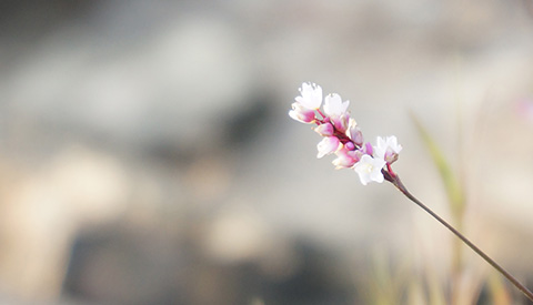 優(yōu)麒麟（Ubuntu Kylin）