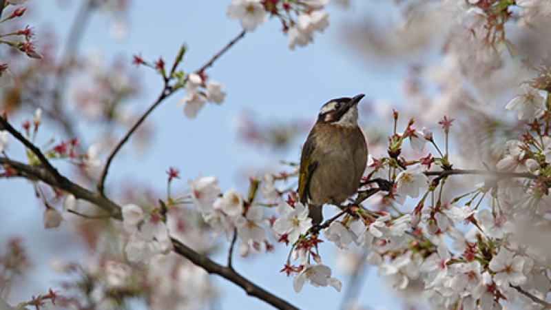 優(yōu)麒麟 17.04 桌面壁紙新鮮出爐