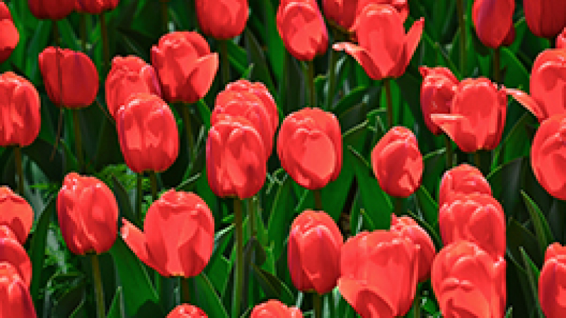 優(yōu)麒麟 18.04 桌面壁紙?jiān)u審結(jié)果公告